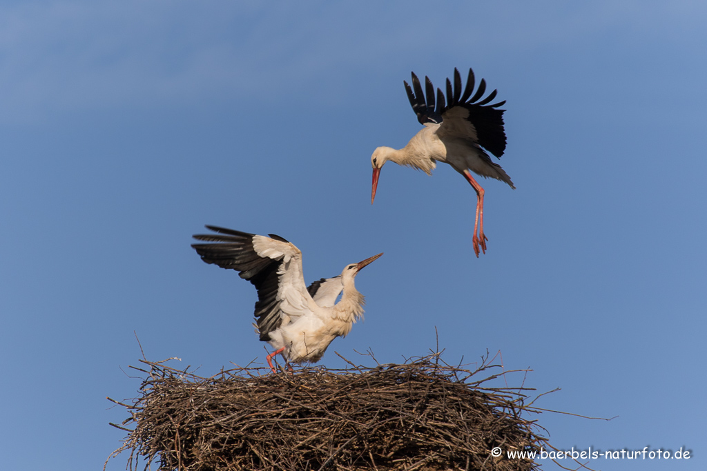 Weissstorch