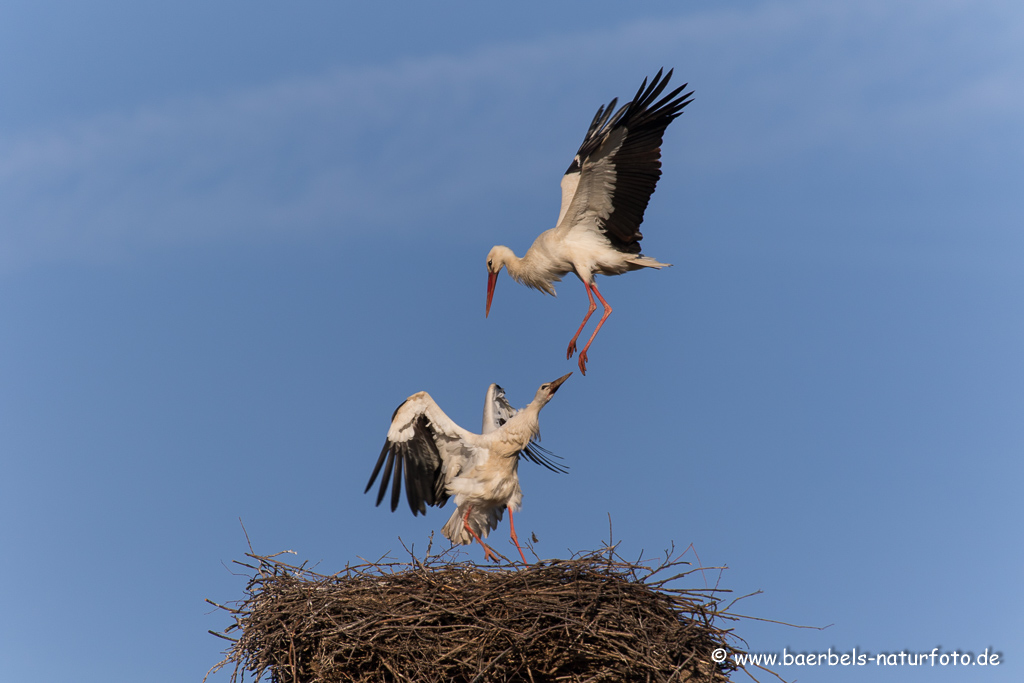 Weissstorch