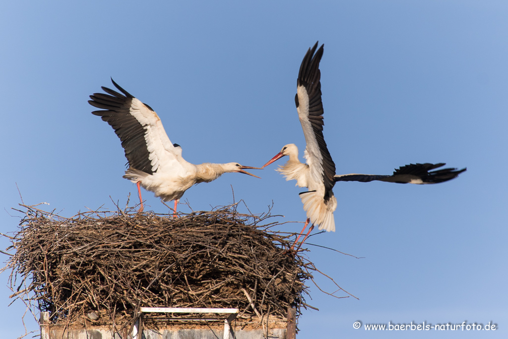 Weissstorch