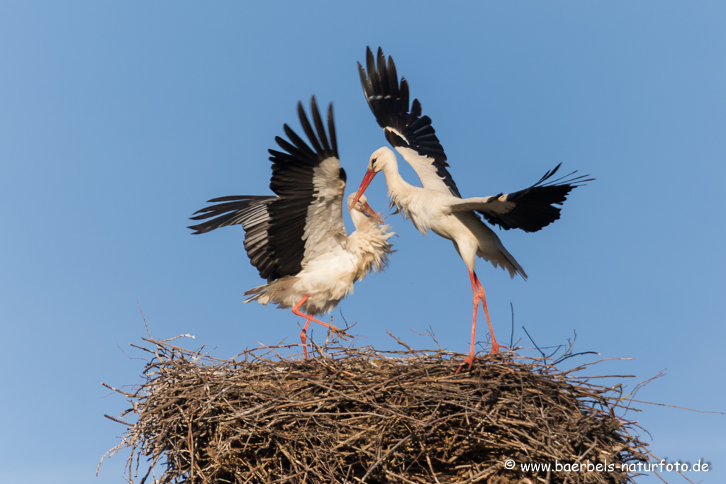 Weissstorch