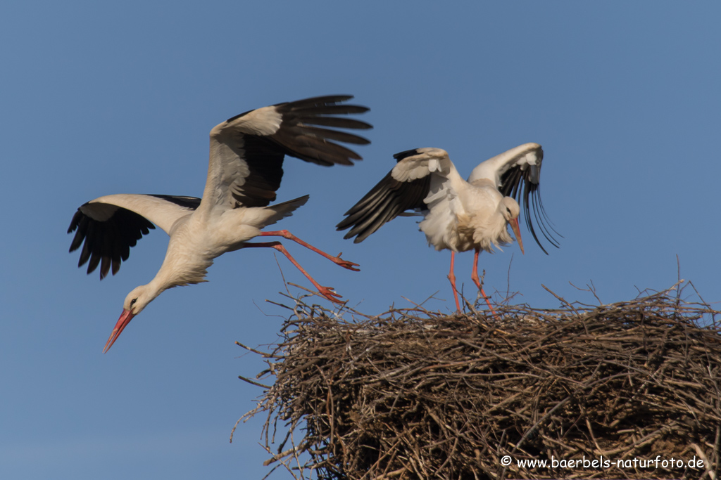 Weissstorch