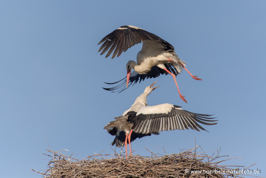 Weissstorch