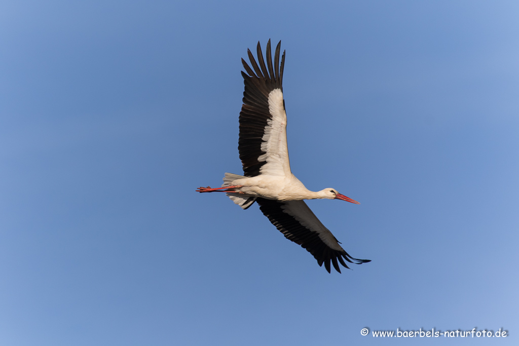 Weissstorch