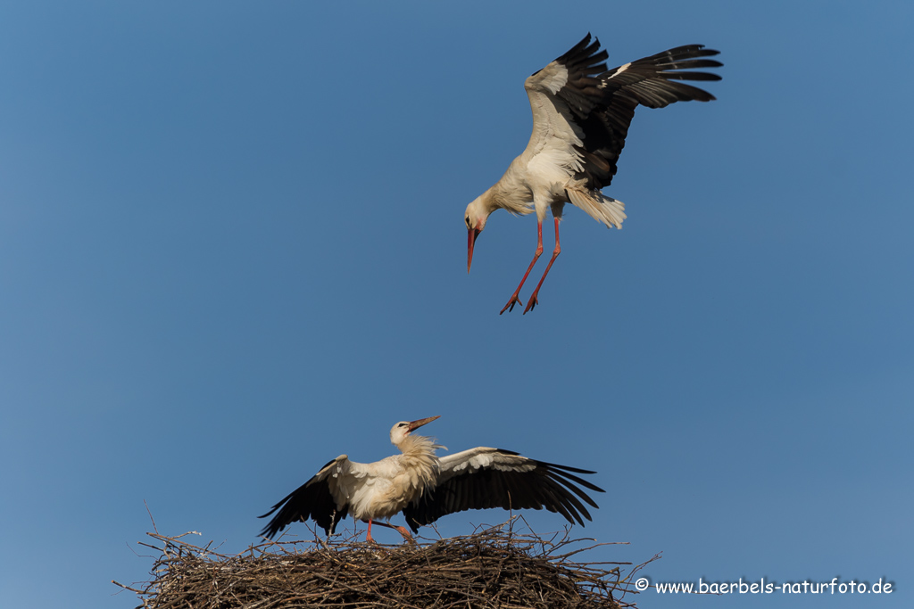 Weissstorch