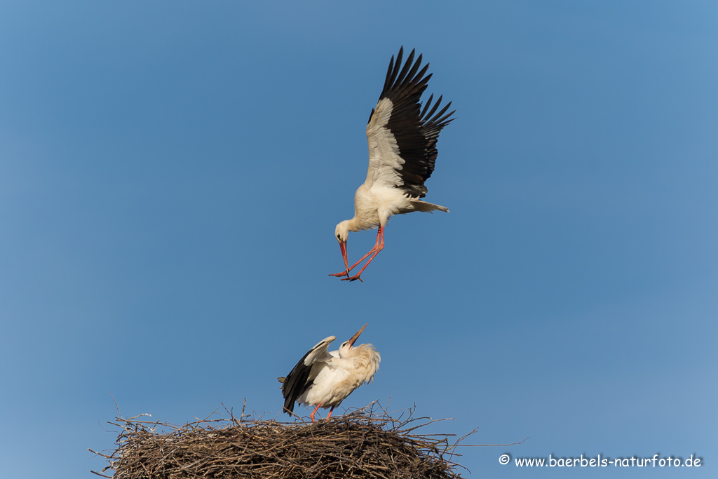 Weissstorch