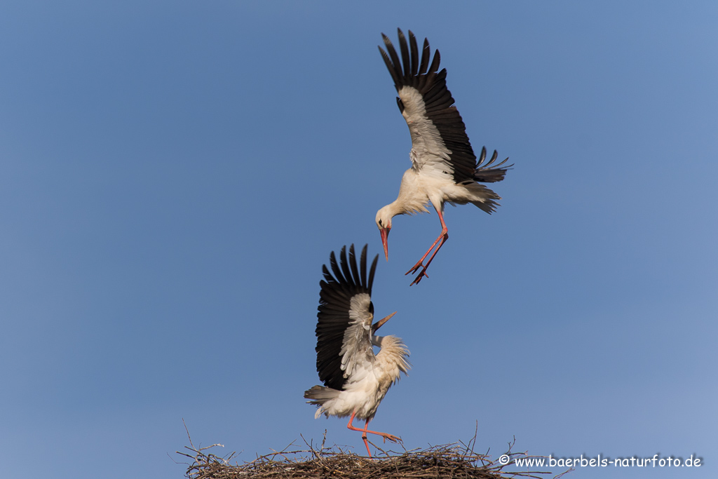 Weissstorch