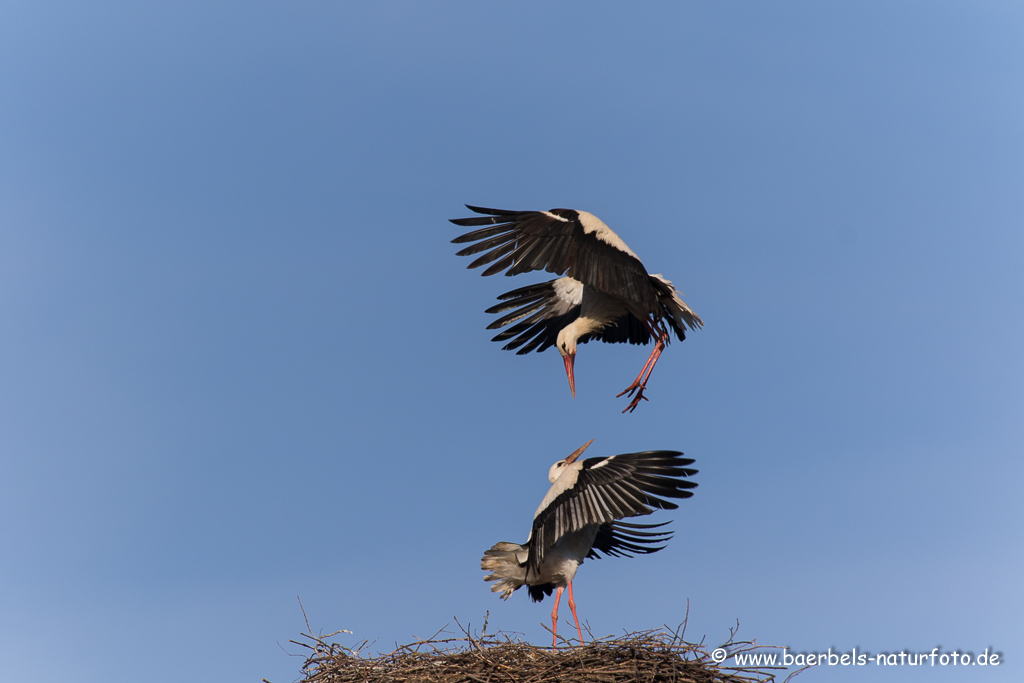 Weissstorch