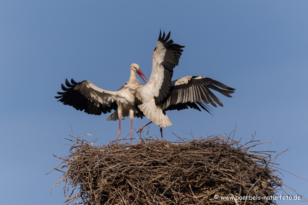 Weissstorch