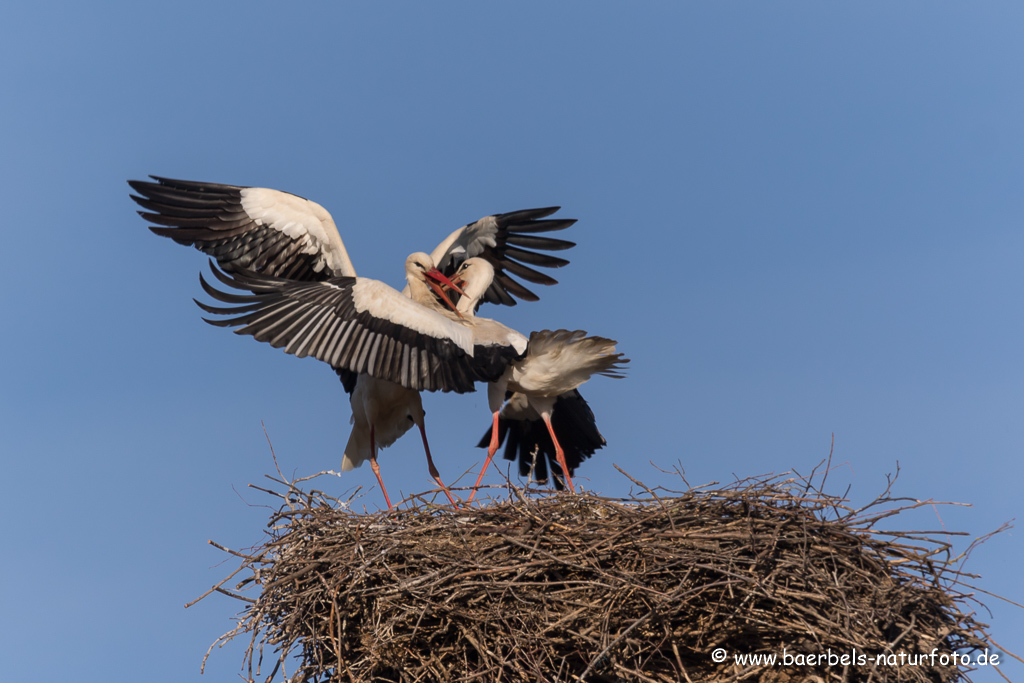 Weissstorch