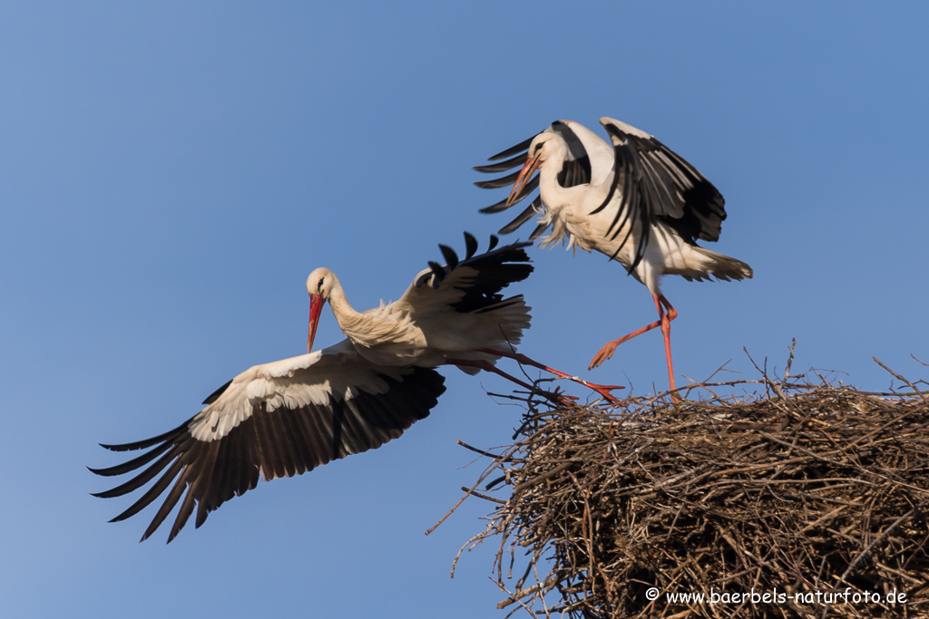 Weissstorch