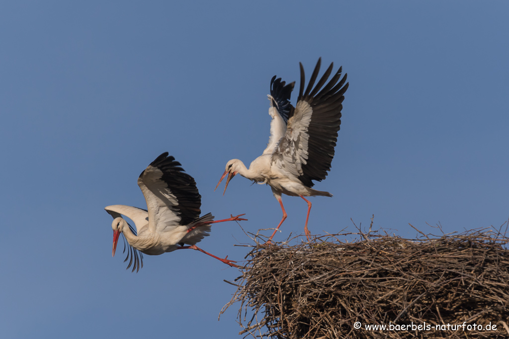 Weissstorch