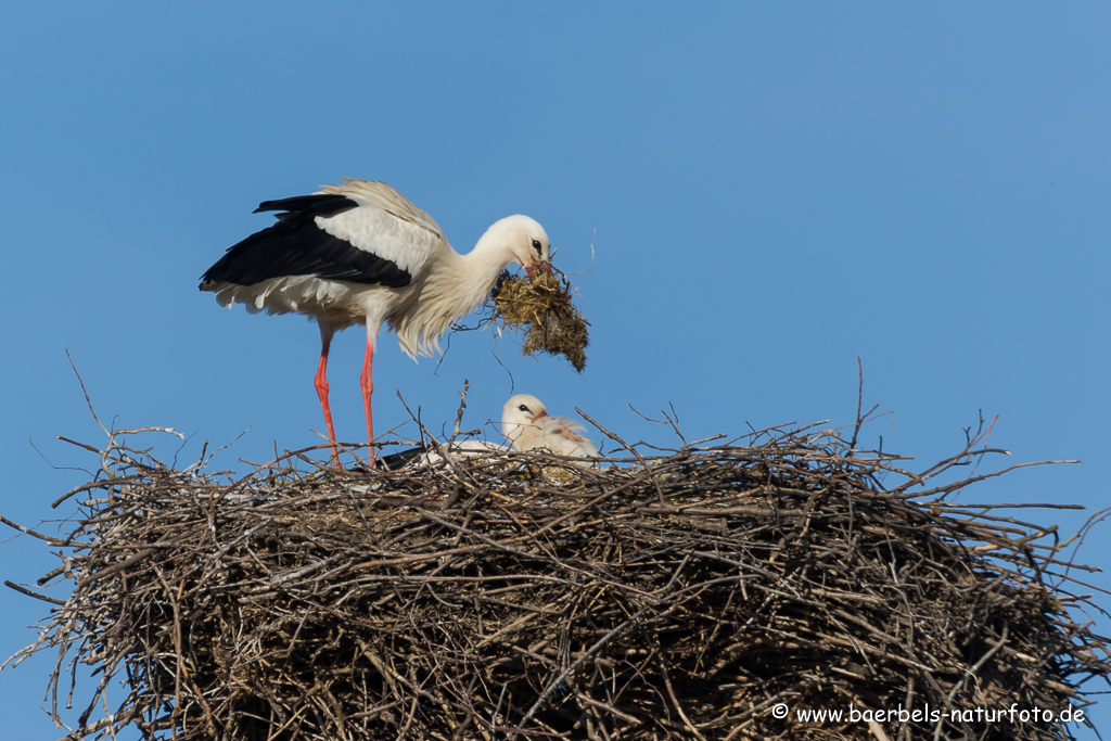 Weissstorch