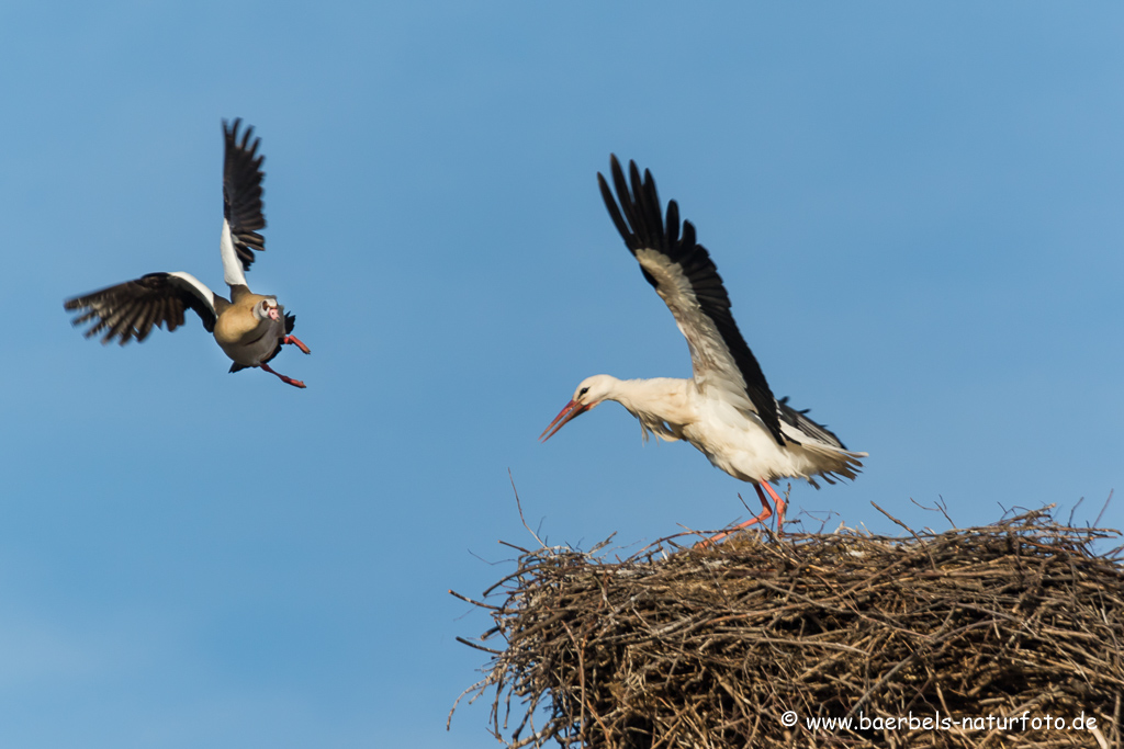 Weissstorch