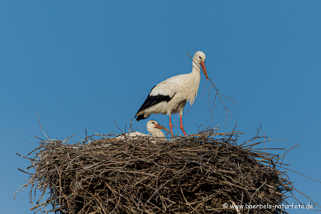 Weissstorch