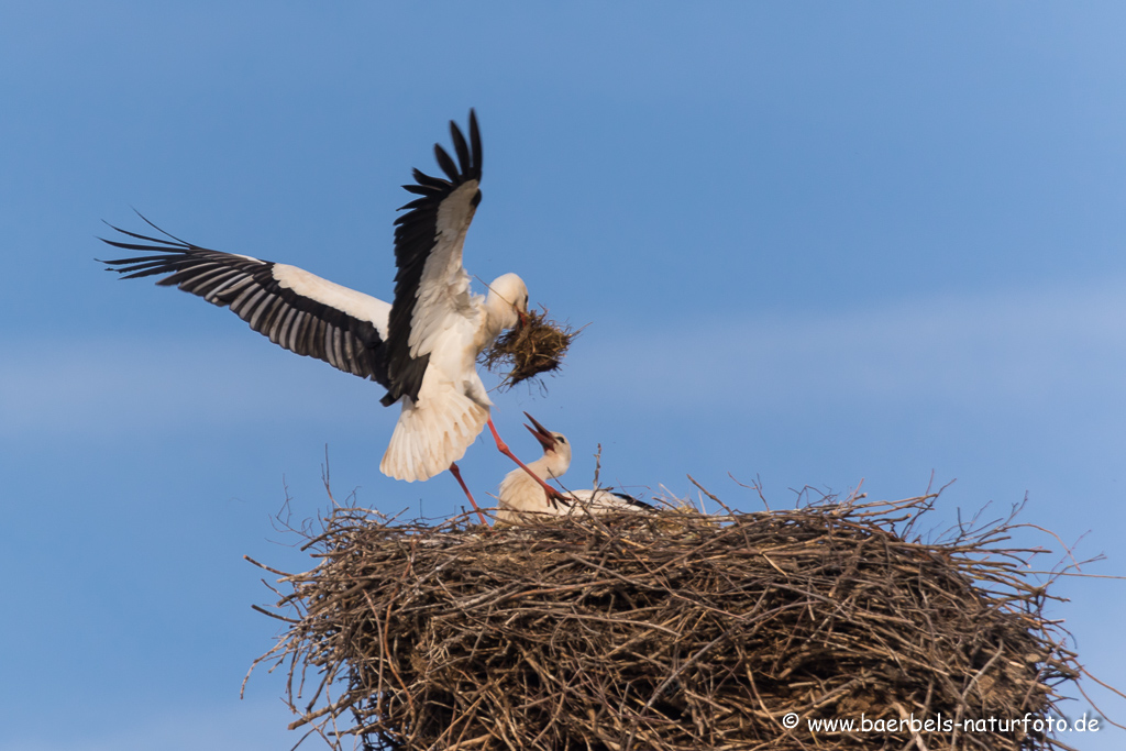 Weissstorch