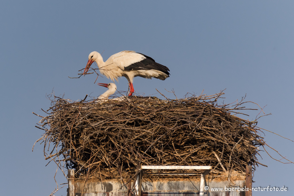 Weissstorch