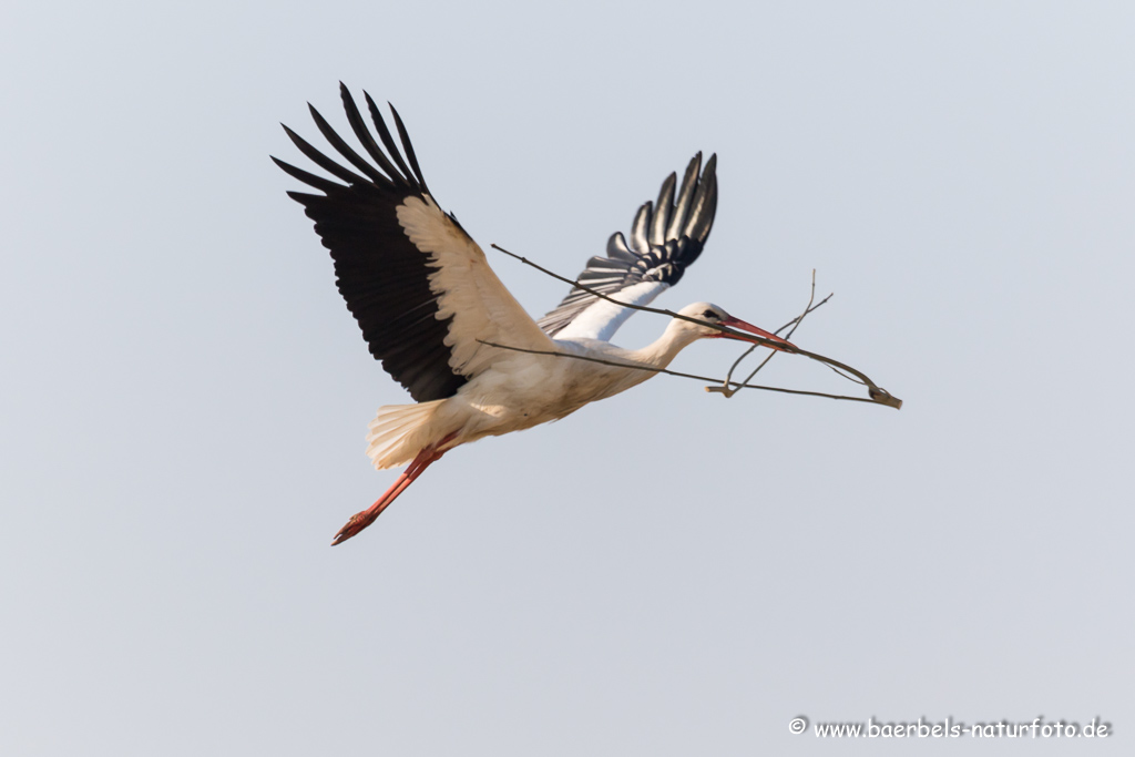 Weissstorch