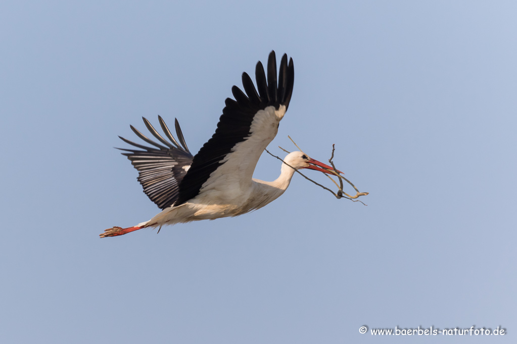 Weissstorch