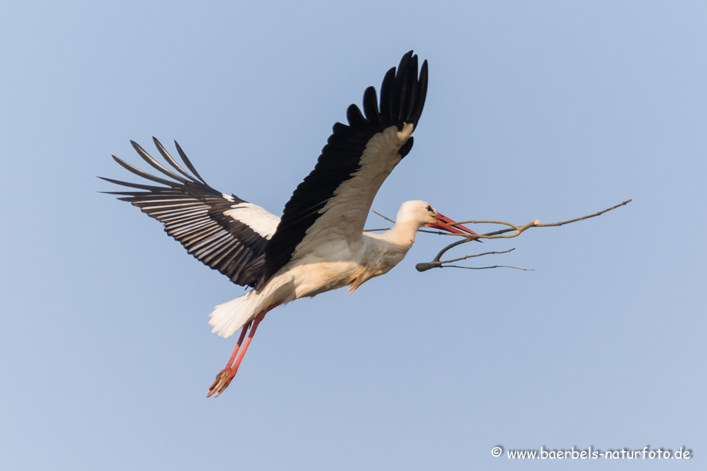 Weissstorch