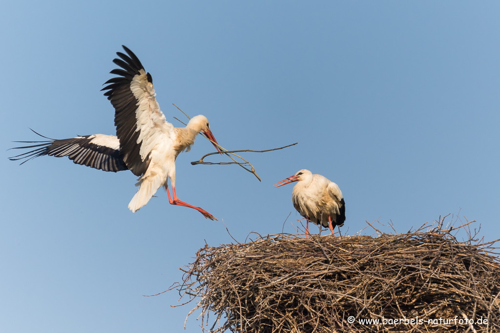 Weissstorch