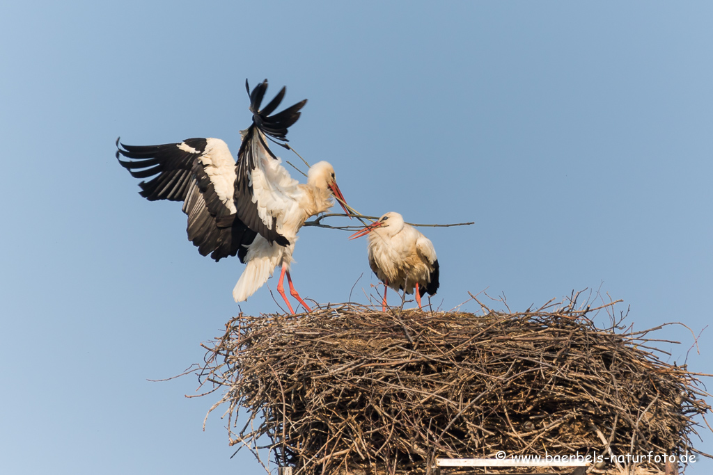 Weissstorch