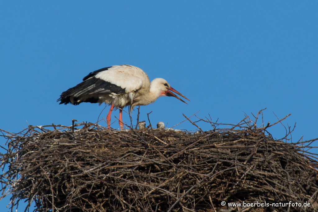 Weissstorch