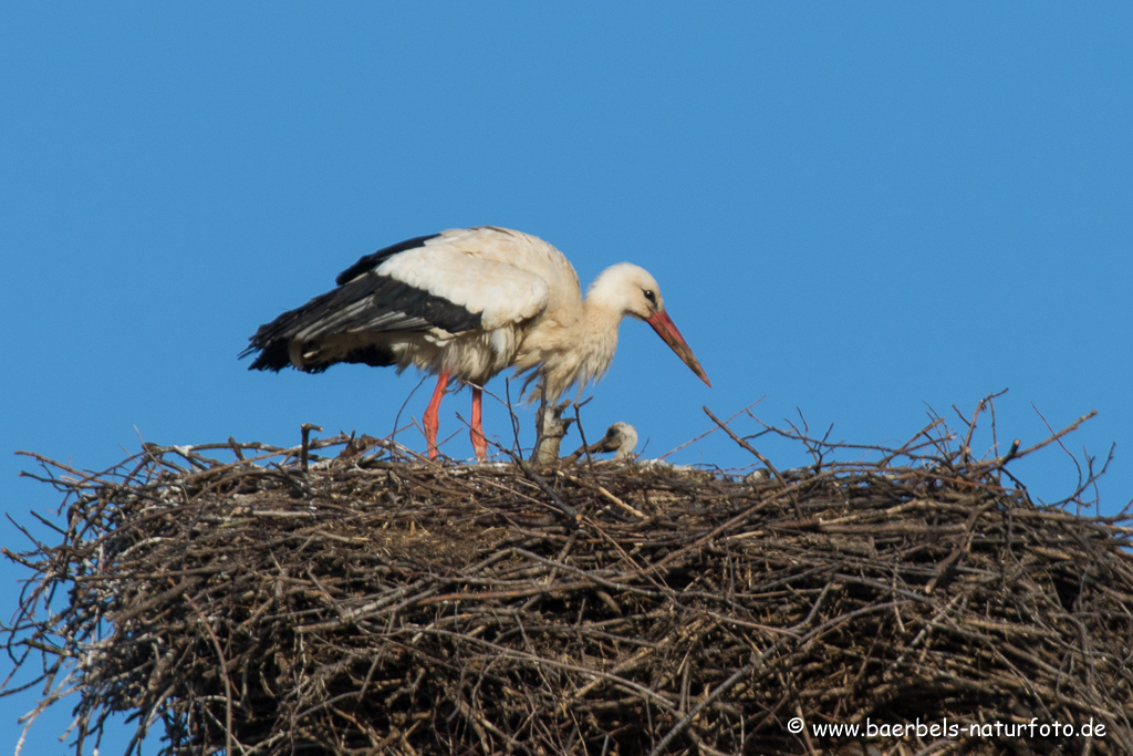 Weissstorch