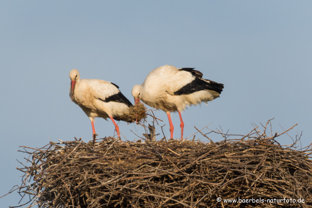 Weissstorch