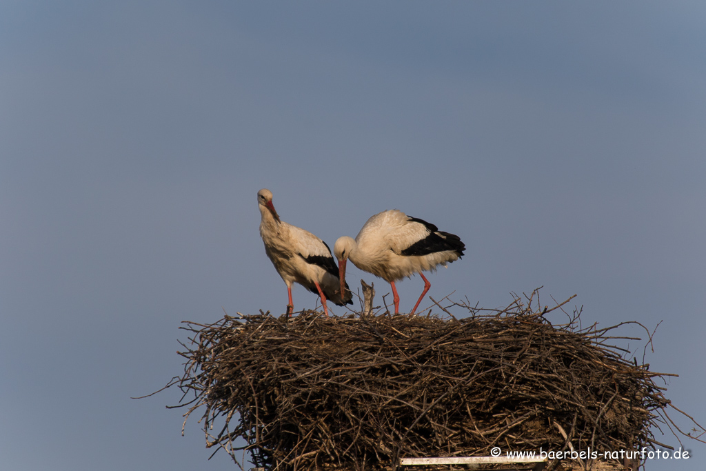 Weissstorch