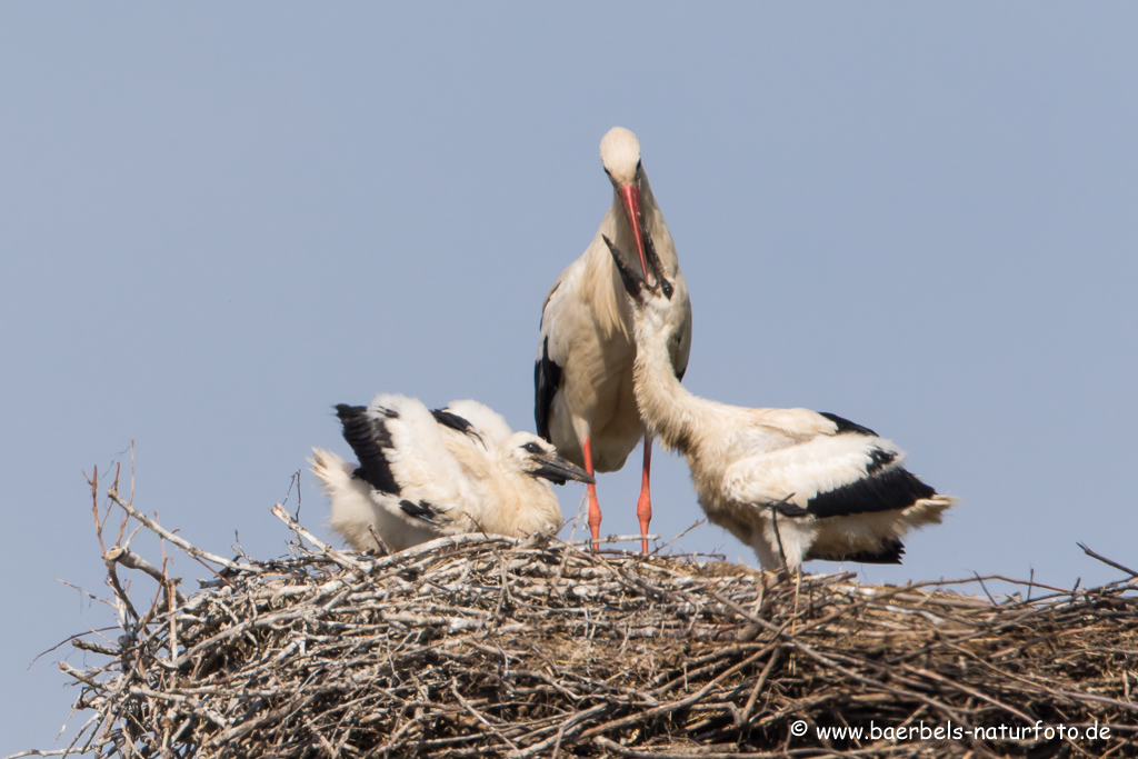 Weissstorch