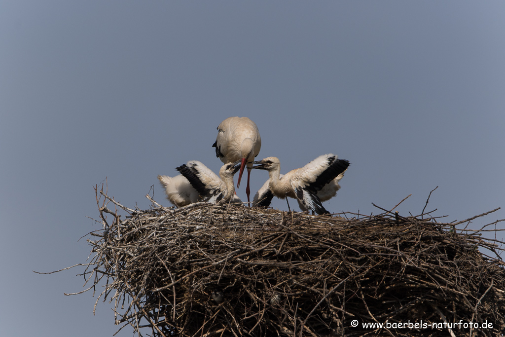 Weissstorch