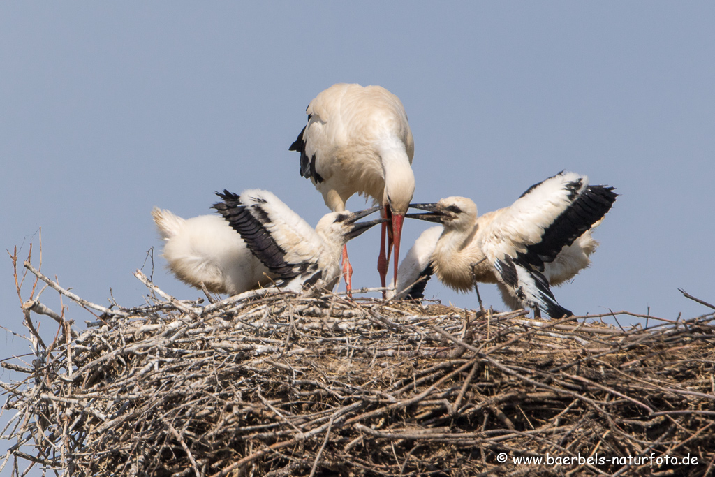 Weissstorch