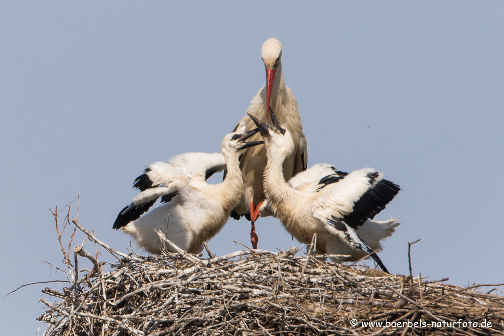 Weissstorch