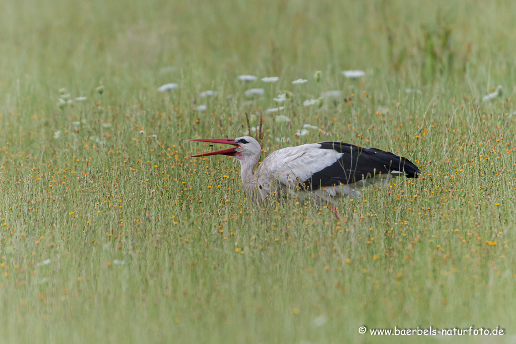 Weissstorch