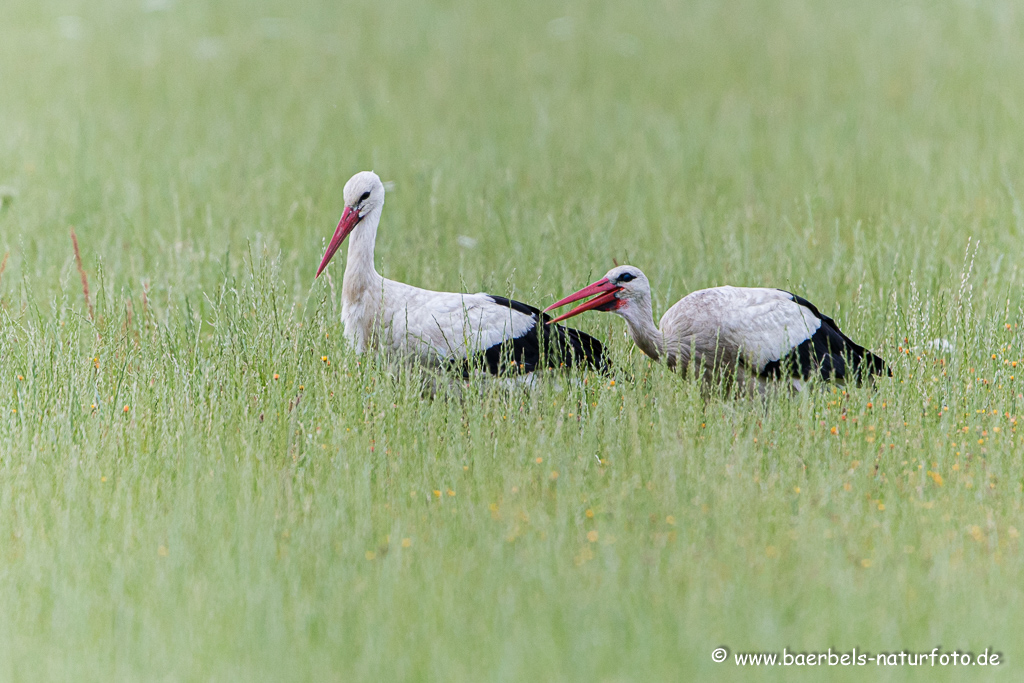 Weissstorch