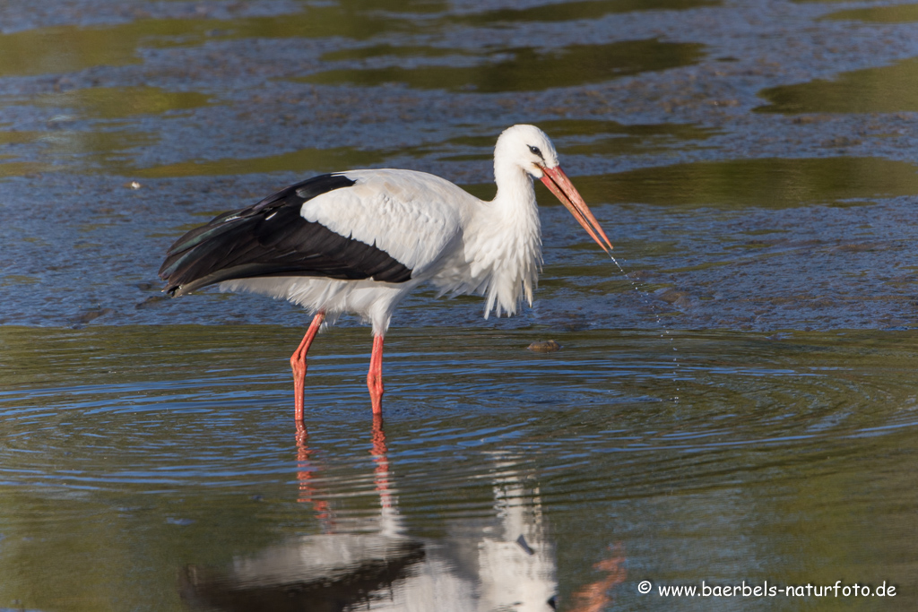 Weissstorch