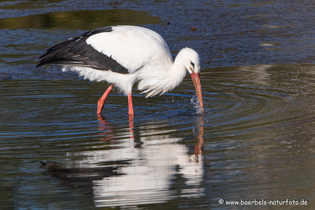 Weissstorch