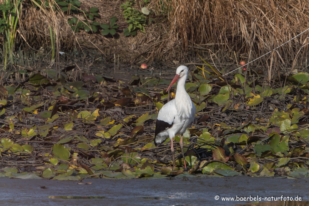 Weissstorch