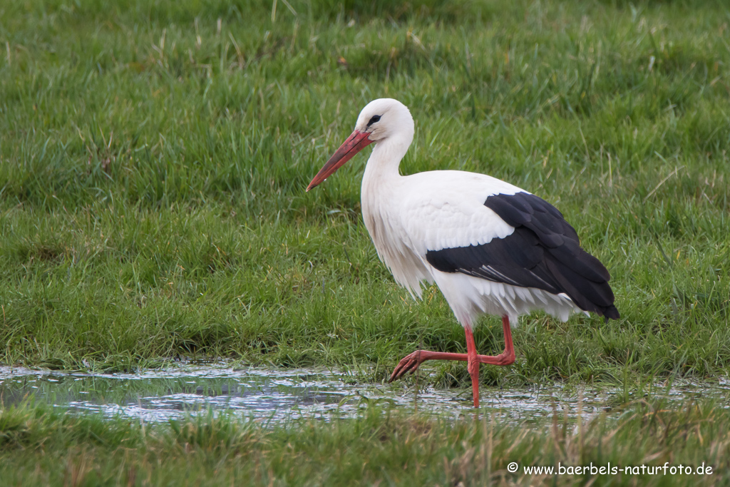 Weissstorch