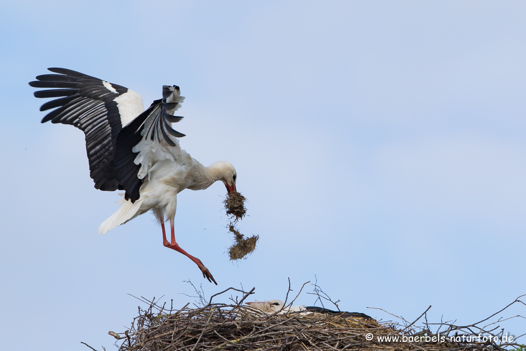 Weissstorch