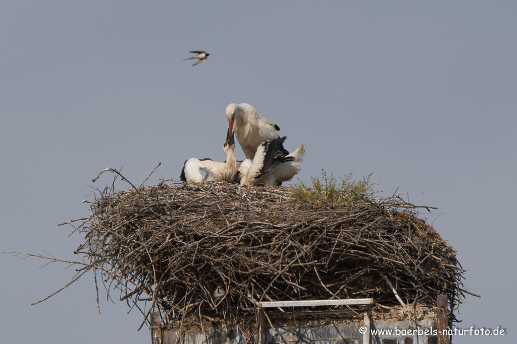 Weissstorch