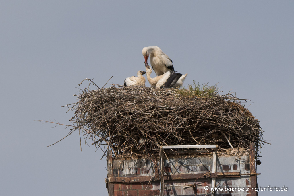 Weissstorch