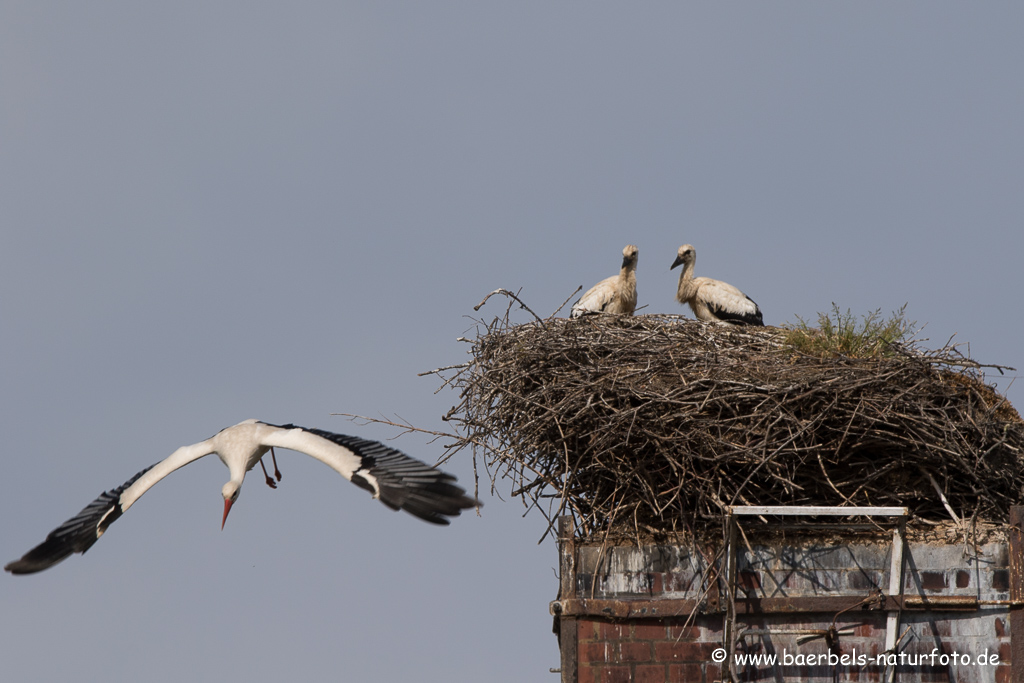 Weissstorch