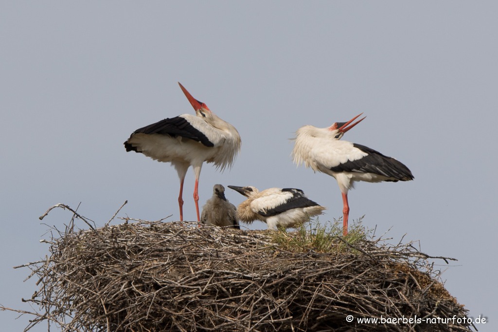 Weissstorch