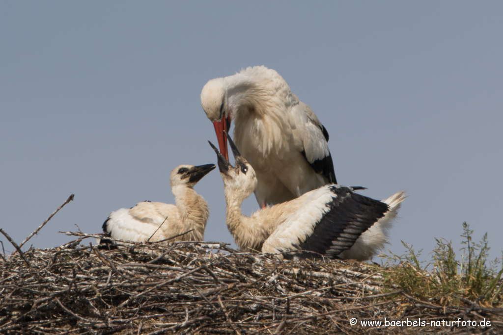 Weissstorch