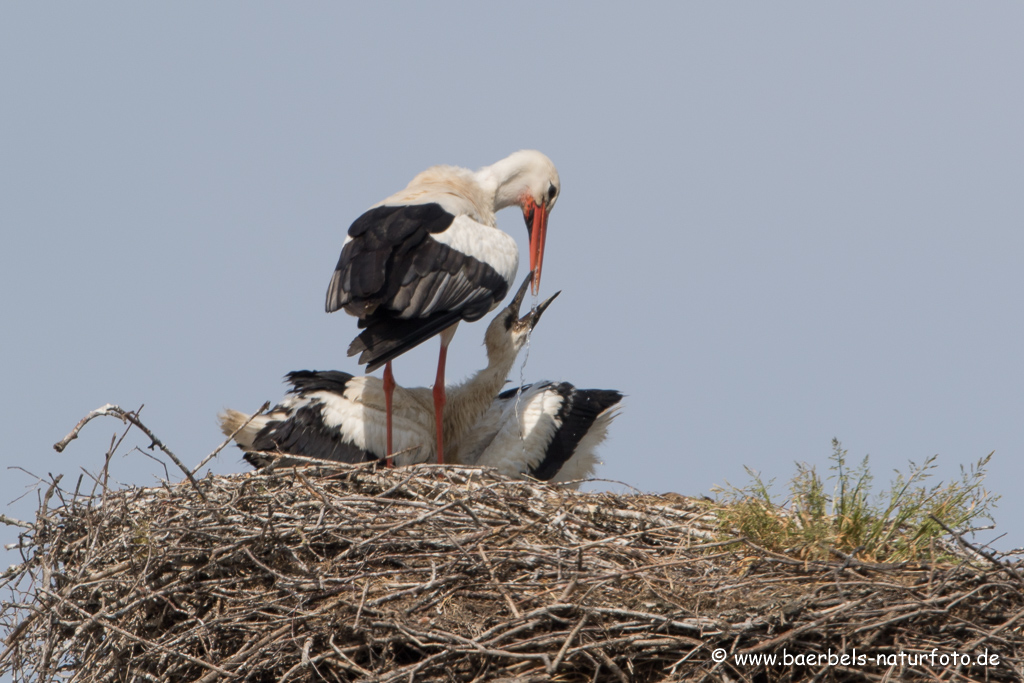 Weissstorch