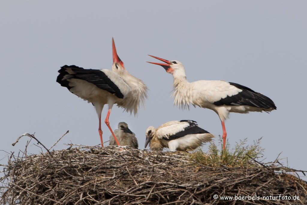 Weissstorch