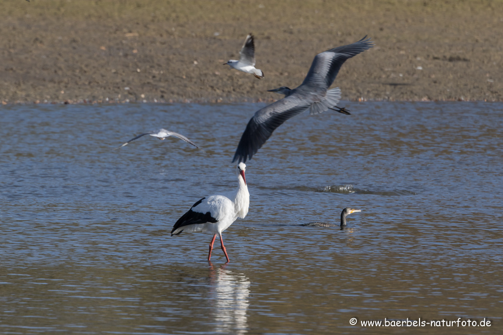 Weissstorch