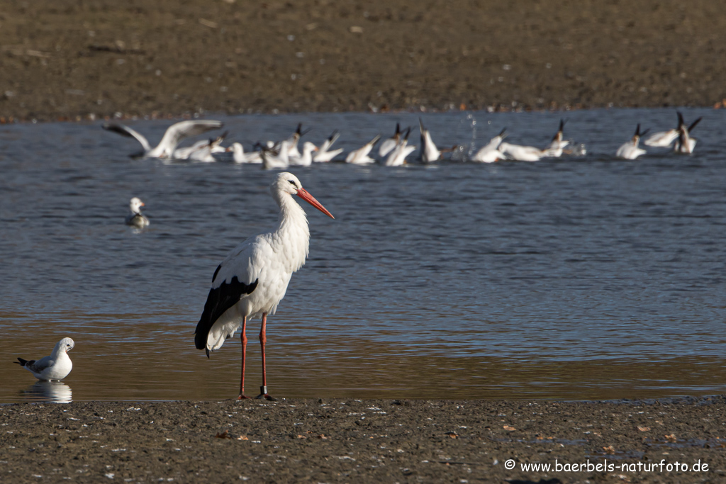 Weissstorch