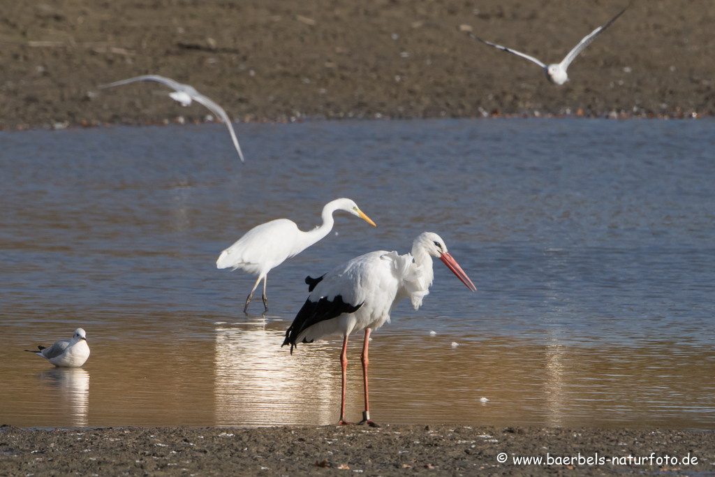 Weissstorch